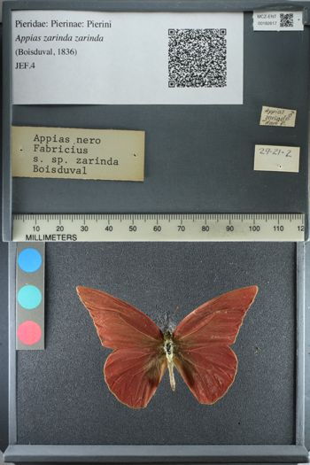Media type: image;   Entomology 182617